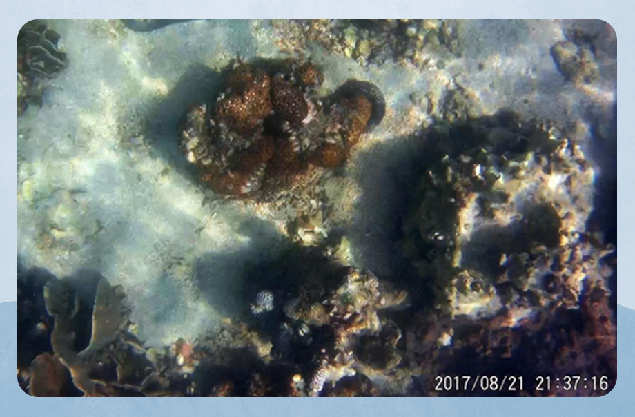 這張圖片中的珊瑚稀疏，但種類繁多。也有海膽，海參等生物。